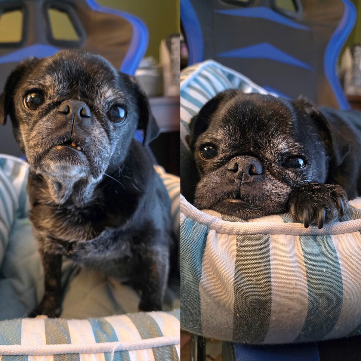 pugpartyplusone's tweet image. She loves going to the office with me. I think it's cause no one messes with her! Yes, she has her own chair!
#pug #pugs #pugpartyplusone