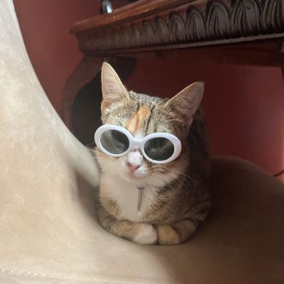 miren gato todo puto pendejo mirenlo