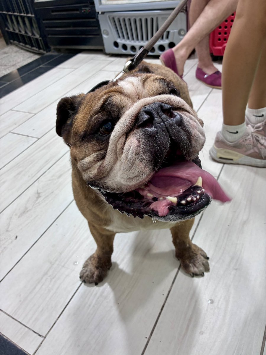 No pregunté su nombre, pero a un perro así yo lo llamaría “Brutus”