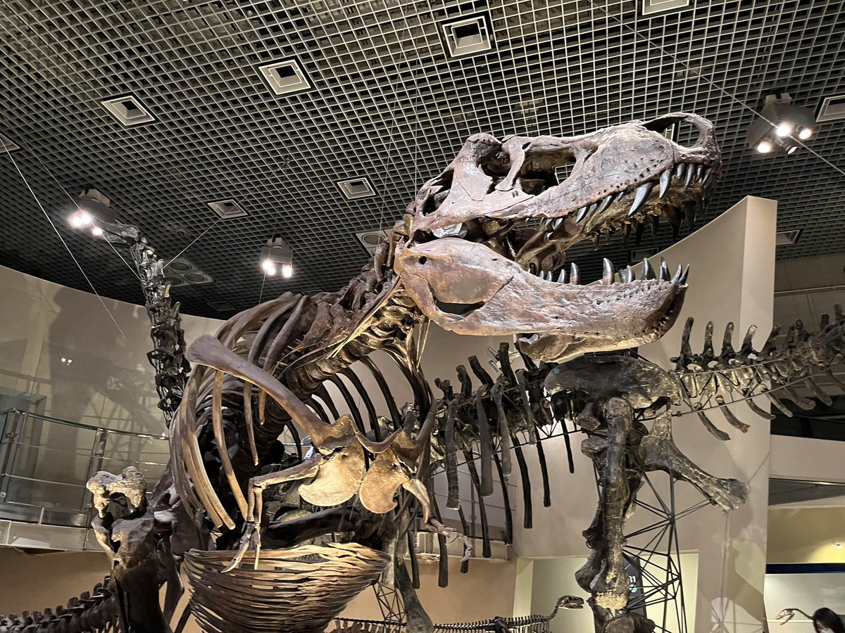 林 林太朗 (@junjonya) / Posts / X