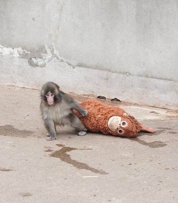 Viral baby monkey 'Punch' is now in a free game 'Zoo Fighter', where you fight hostile monkeys until you're sent to an animal sanctuary