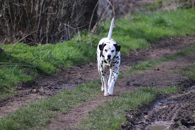 Mario Garrett tweet media