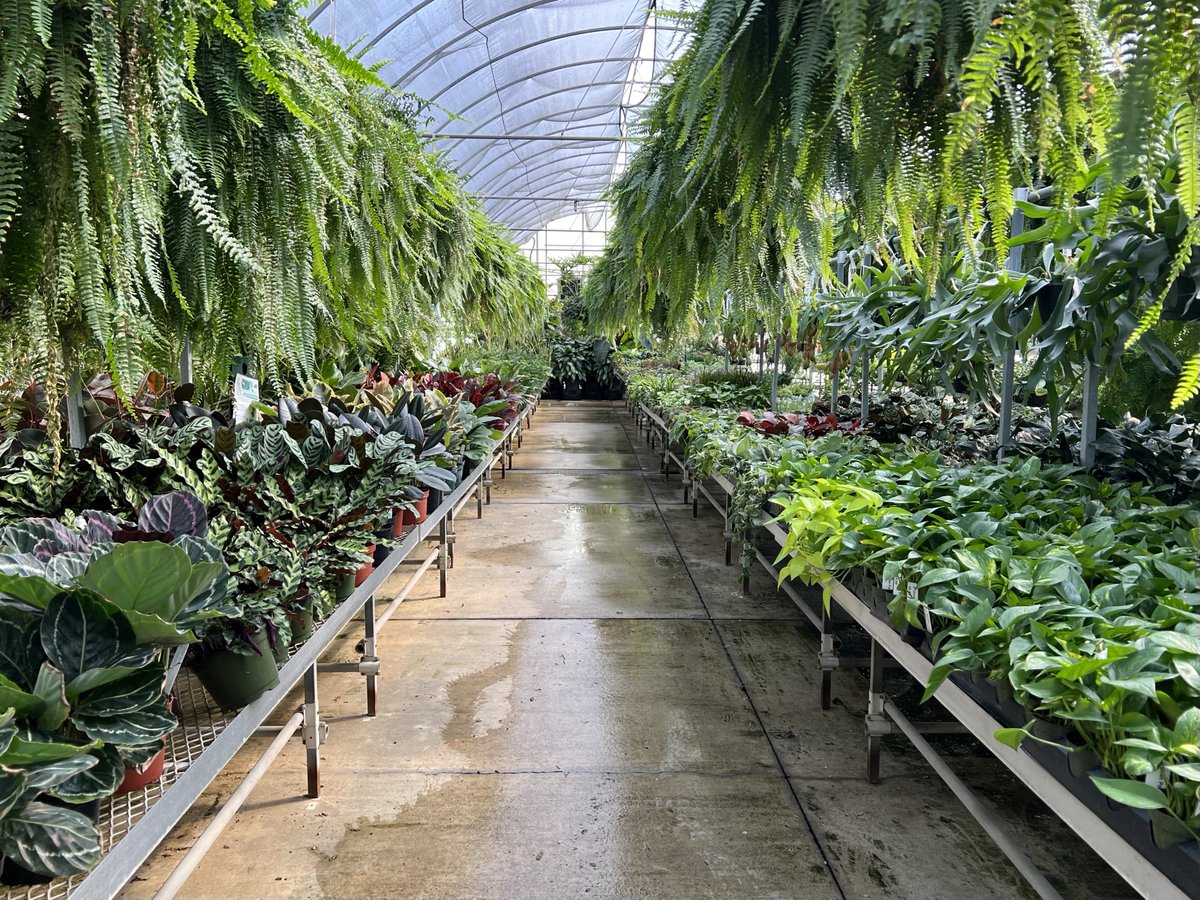 You don’t need a vacation…
You need more plants 🌿
Good news: our Green Plant Sale is happening all month - 50% off foliage house plants. In-store at all locations.
