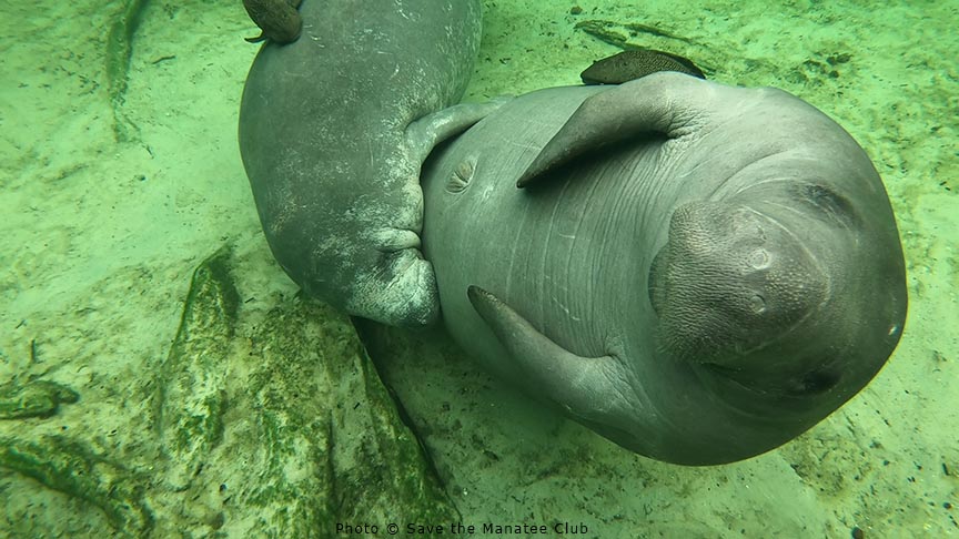 Save the Manatee tweet media