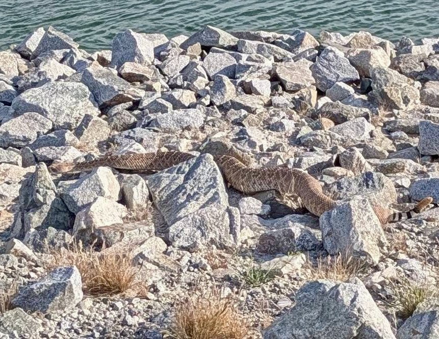 Laughlin Buzz tweet media