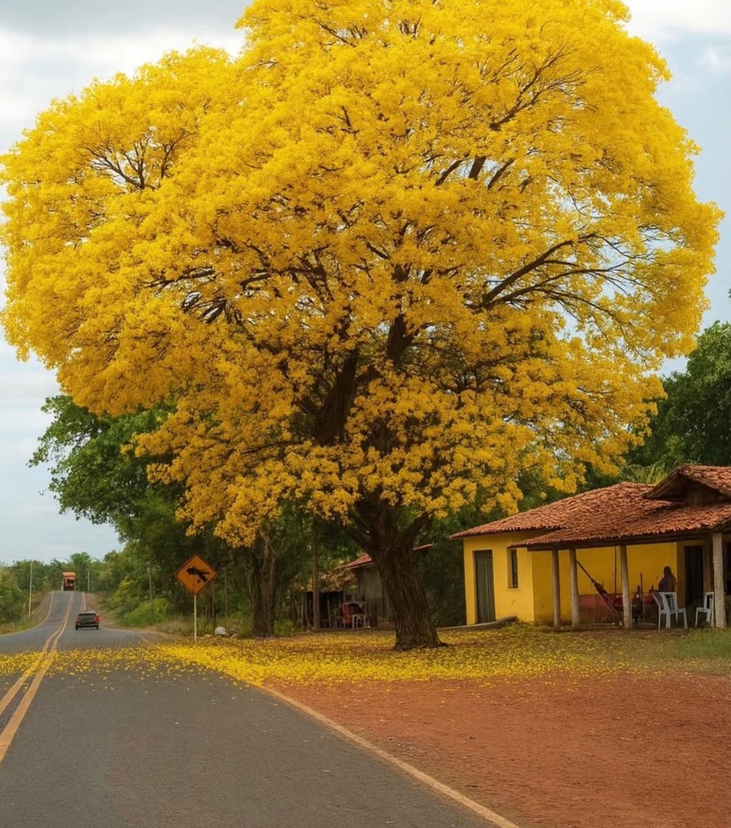 Vanize Lemos tweet media