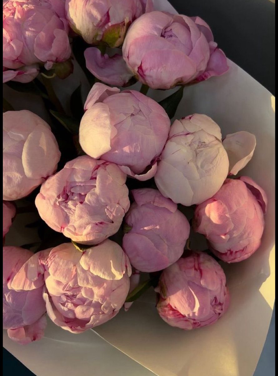 بنات تخيلوا ورد البيوني 🤍
تقول أسطورة قديمة إنه كان رمز لجمال تكبّر، فصار يتفتح بخجل وطبقات كأنه يخبي أسراره
تحسون هو يخجل فعلًا ولا بس ينتظر الشخص الصح؟