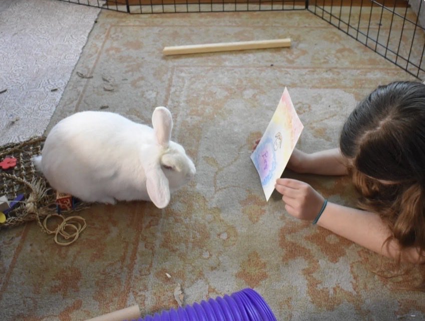 HouseRabbit's tweet photo. Thinking of getting an Easter bunny for the kids? 🌷🐇 Rabbits live ~8-12 years, require daily socializing and run time, and a specialized diet. As the adult, you are responsible for their care and wellbeing, including vet visits and boarding.

Learn more: https://t.co/t96R5zPNJb https://t.co/xDwD4D3SMb