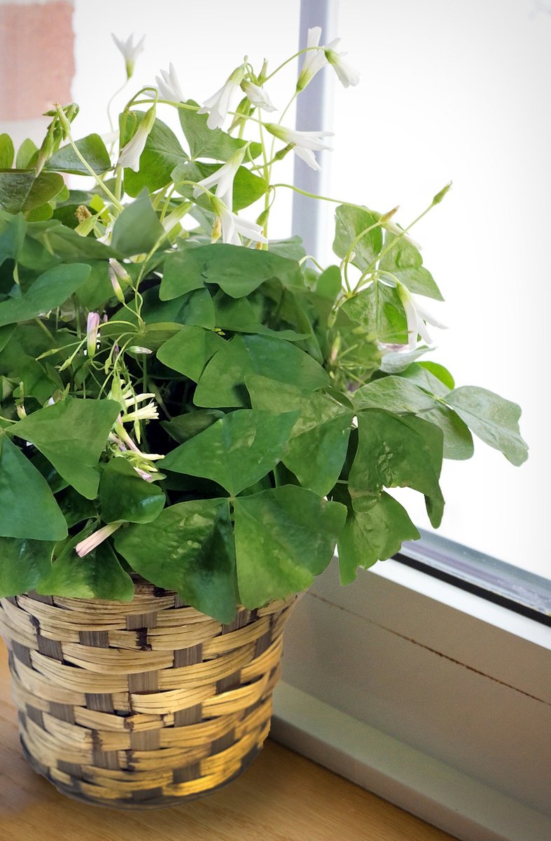 Shamrock season ☘️ Our Oxalis (shamrock plants) have arrived just in time for St. Patrick’s Day.

They open and close with the light — one of the coolest plants around. mcnamaraflorist.com/flowers/shamro…