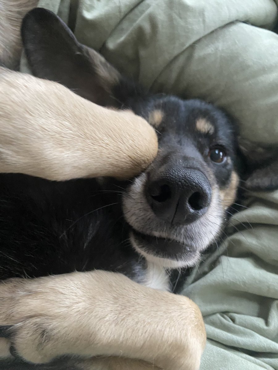 Knight Ravie tweet media