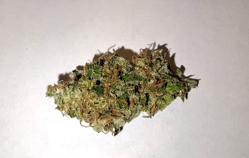 elvis immergrün aka pH Baxxter tweet media