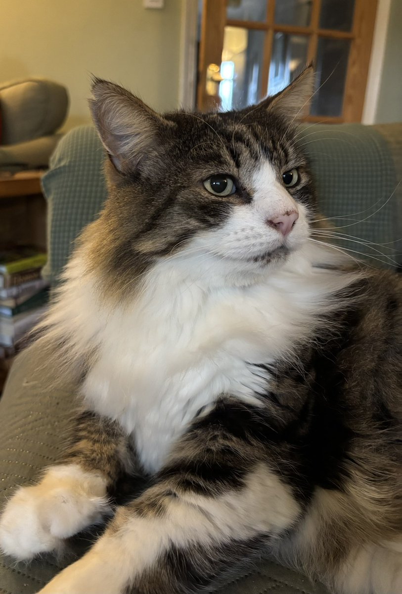 King of Megcenae tweet media