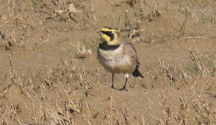 Roy Harvey tweet media