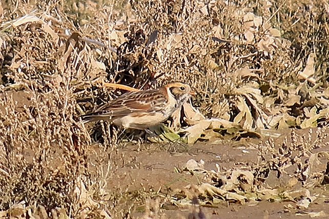 Roy Harvey tweet media