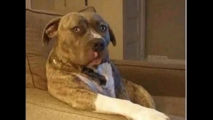 amiani_tosh's tweet photo. kenyan dads: na kati yenu nani ndio wanajoin form one https://t.co/V1B3kUFBbg