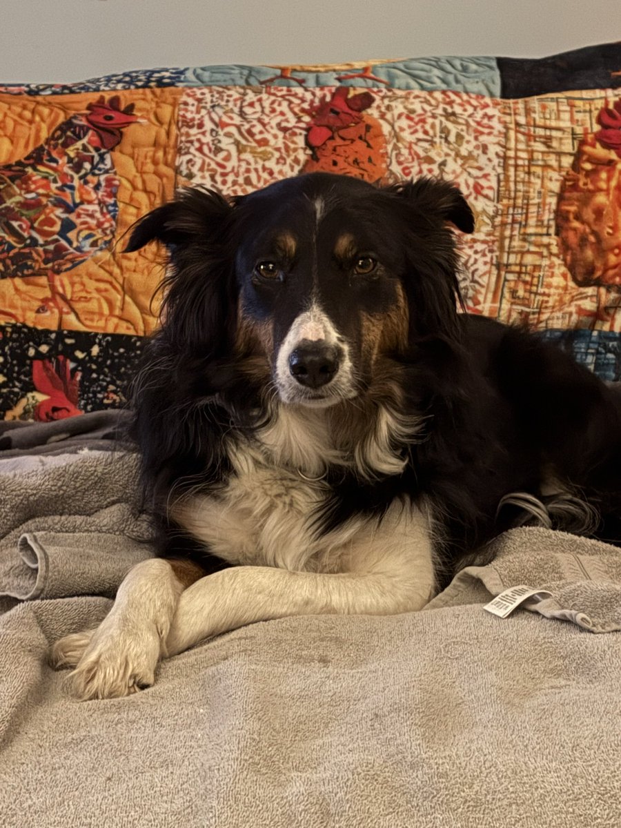 Brian Devlin tweet media