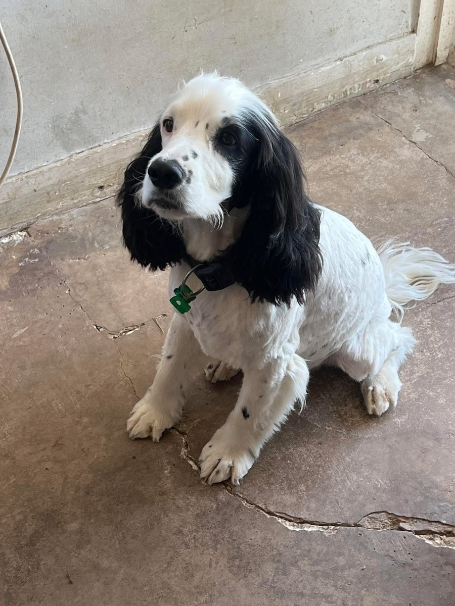 #SpanielHour 🆘 urgently pls 
PRESUMED STOLEN
7 yr old Working #Cocker gone from #UpperMinety 4pm 3/3/26. His sister was found dropped into secure locked compound off #B4040 (collar removed)
neutered/chipped.Police are aware. Tried #Malmesbury 🆘 
<a href="/BBCWiltshire/">BBC Wiltshire</a> <a href="/PetTheftUK/">Debbie Matthews</a>