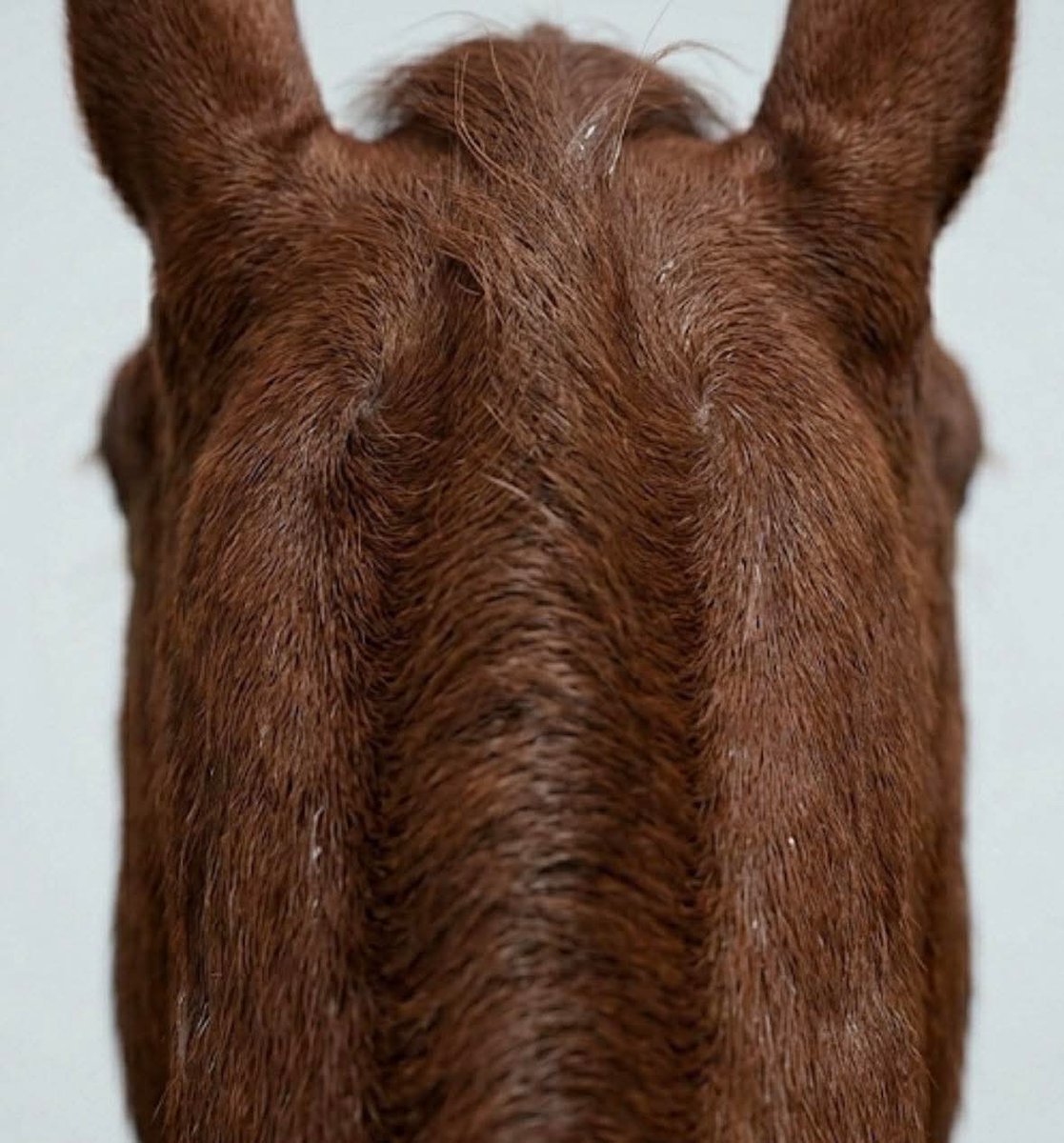 No existe el caballo duro de boca, es la nuca el asunto 👇🏼

🧠 ¿Sabías que la nuca de tu caballo es el "puente" hacia sus emociones?

🤲🏻 Mucha gente habla de "poner el caballo en la mano", pero pocos entienden qué ocurre a nivel profundo cuando hay tensión en la zona suboccipital