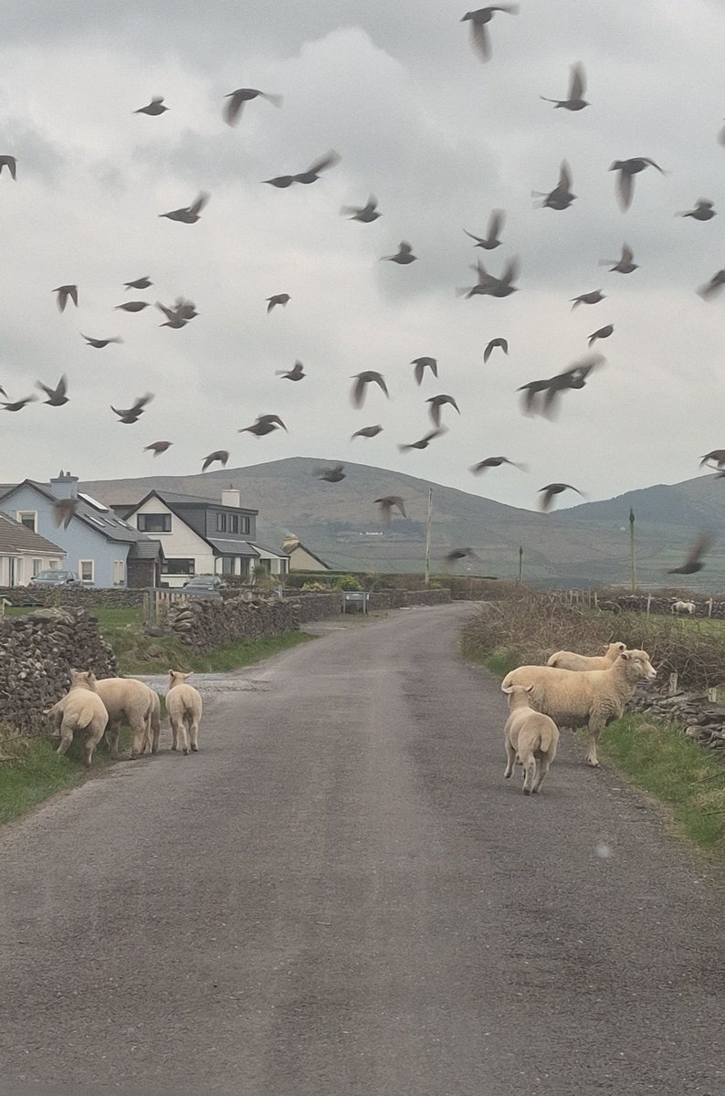 Edel Ní Loibhéad tweet media