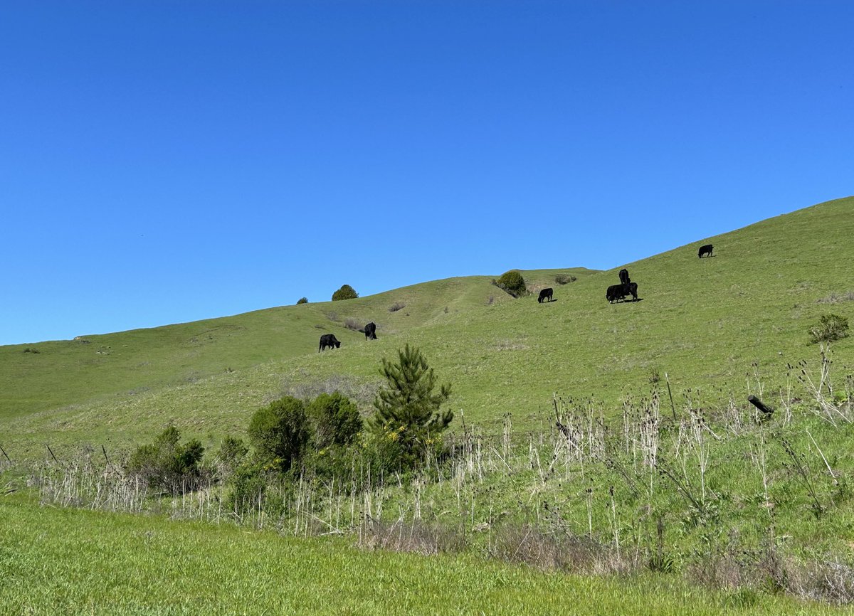 I made it up “the big hill” without stopping and my reward is “Cows!”.