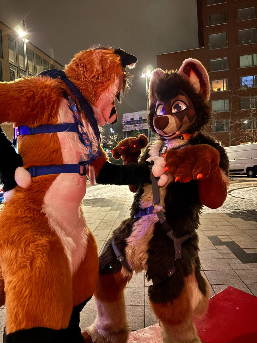 Atlas Beardog 🔜 LVFC tweet media