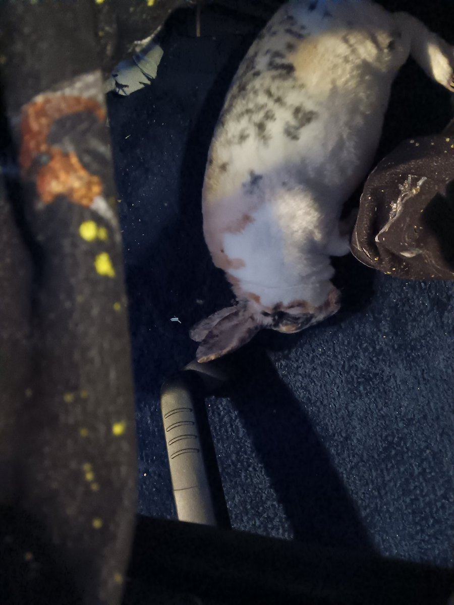 ADDICT Heedless tweet media