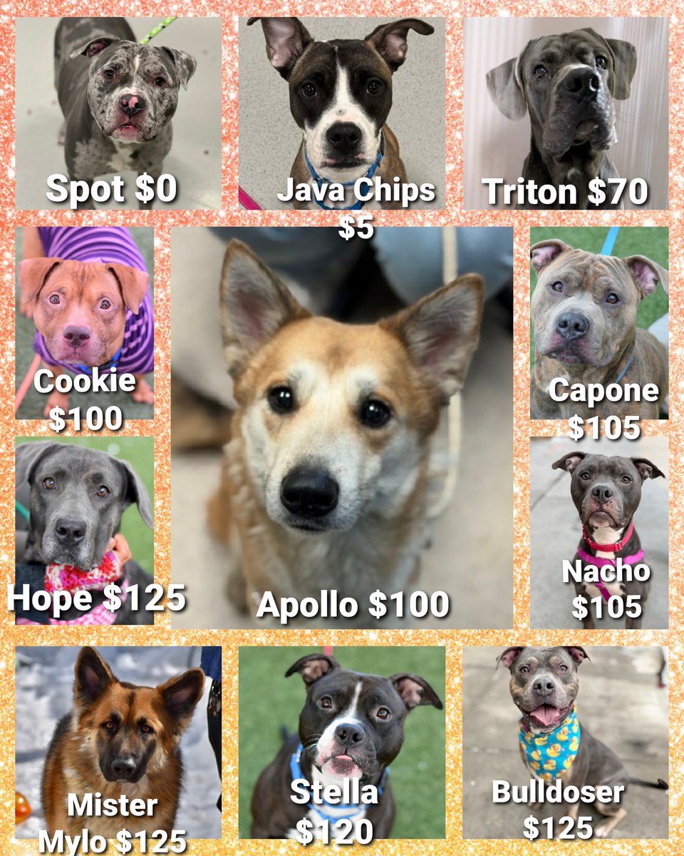 Julie🌻🐾 tweet media