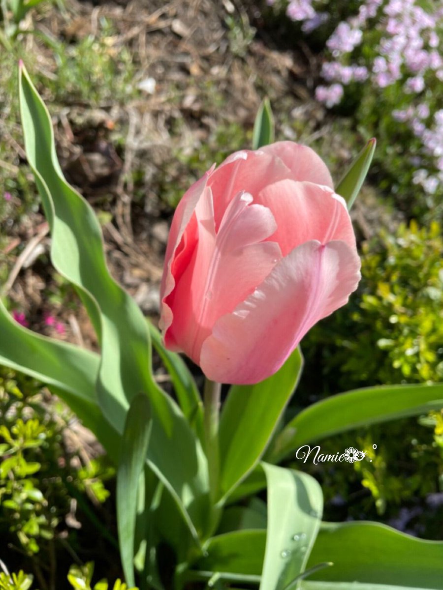 3月5日誕生花🌺

🩵アイリス「使命」 
🩷君子蘭「誠実」

✨誕生星「シェアト」
☘️星言葉【笑顔と心の優しさ】

🧡誕生色「チェリーレッド」
☘️色言葉【情熱】
🏵性質(現実的な考えをするしっかり者)

🍹誕生酒「トロピカルファジーピーチ」
(感謝の気持ちを忘れないピュアな人)

🌸🌿🌸🌿🌸🌿🧸