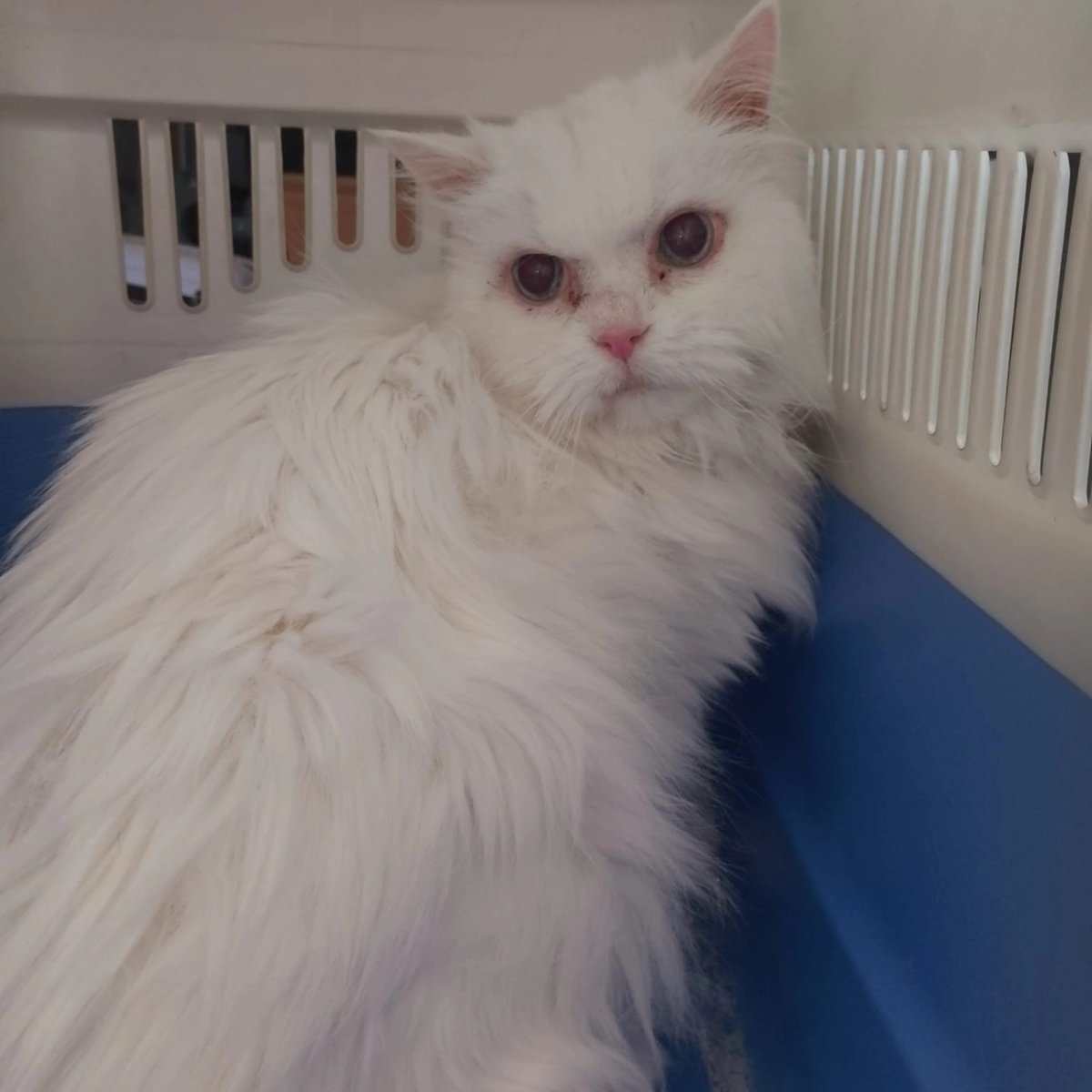 SOS Abuelos tweet media