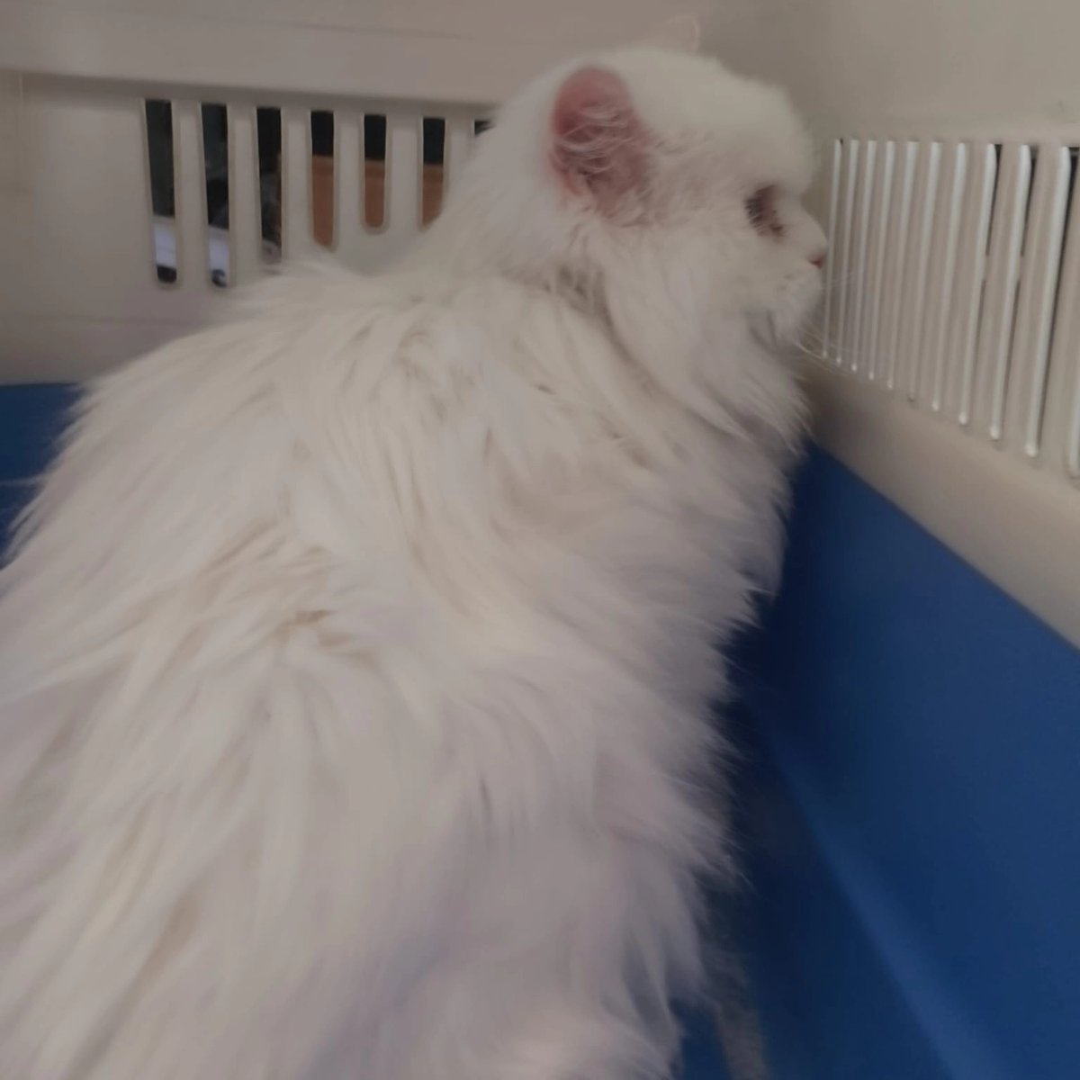 SOS Abuelos tweet media