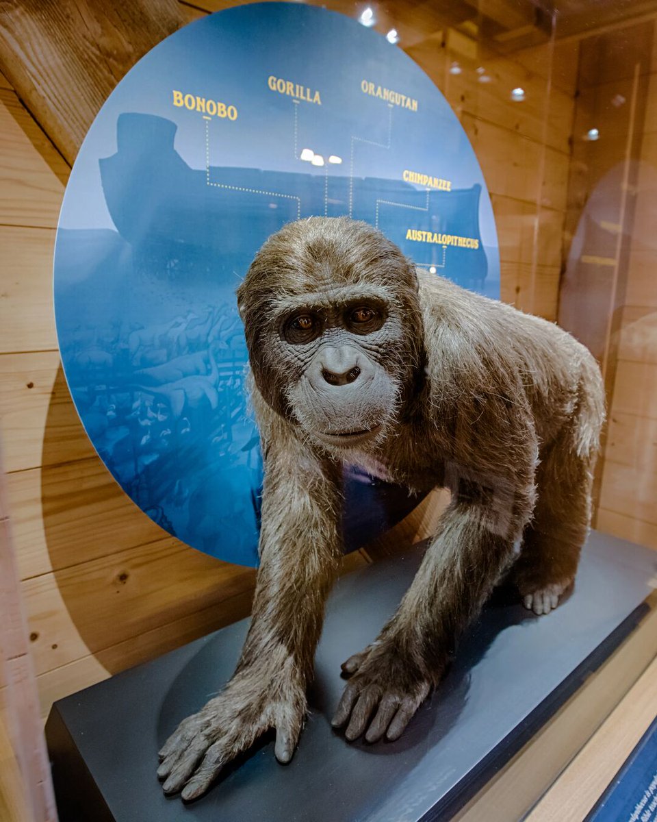 A common question voiced by believers and skeptics alike is, “How could Noah fit all the animals on the ark?”

The key to understanding this issue is that Noah and his family brought only land-dependent animals with them on the ark, and of those, they brought representatives from