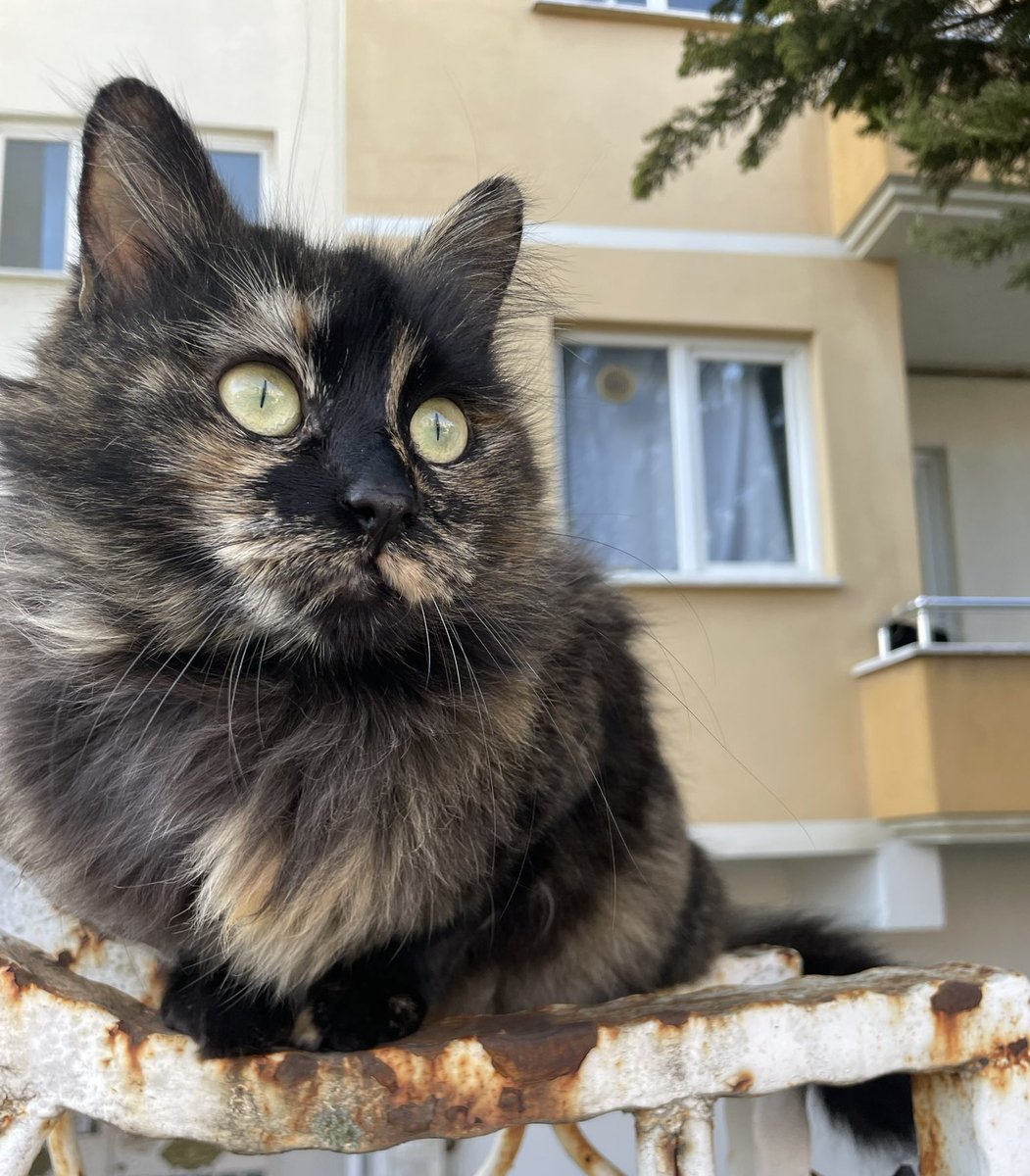 Çok paylaşıldı ama soran olmadı 😔
Terk edilmiş ve kapıcı da sokağa atıyor. 
Çok özel bir tür şans kedisi olarak biliniyor ve çok sevgi dolu.