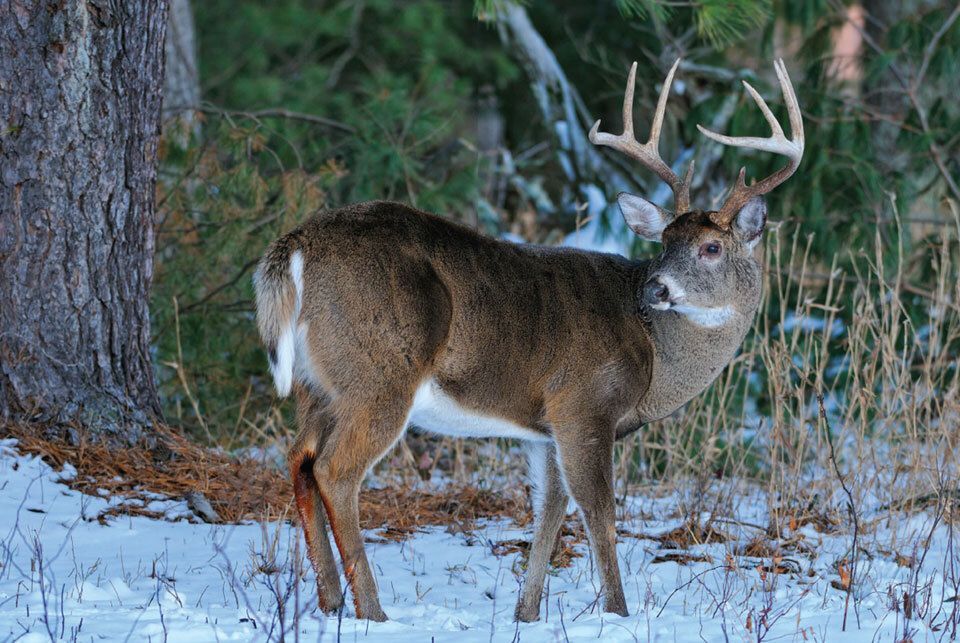 agemydeer's tweet photo. Your property has 12 different bucks on camera. Which 3 are actually mature? Buy credits at https://t.co/HKJqGxQ4eP and find your real shooters. https://t.co/mCFYvy43vT #FindYourShooters #BuckAge #PropertyAnalysis #WhitetailHunting #RealShooters https://t.co/OscQAdyLcF