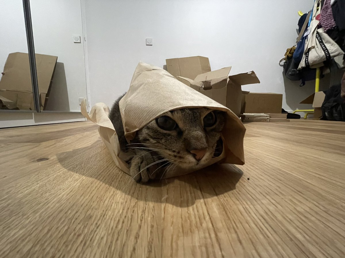 garancefou's tweet photo. mon chat est trop con lv (je l'aime) https://t.co/wIds5rEqmk