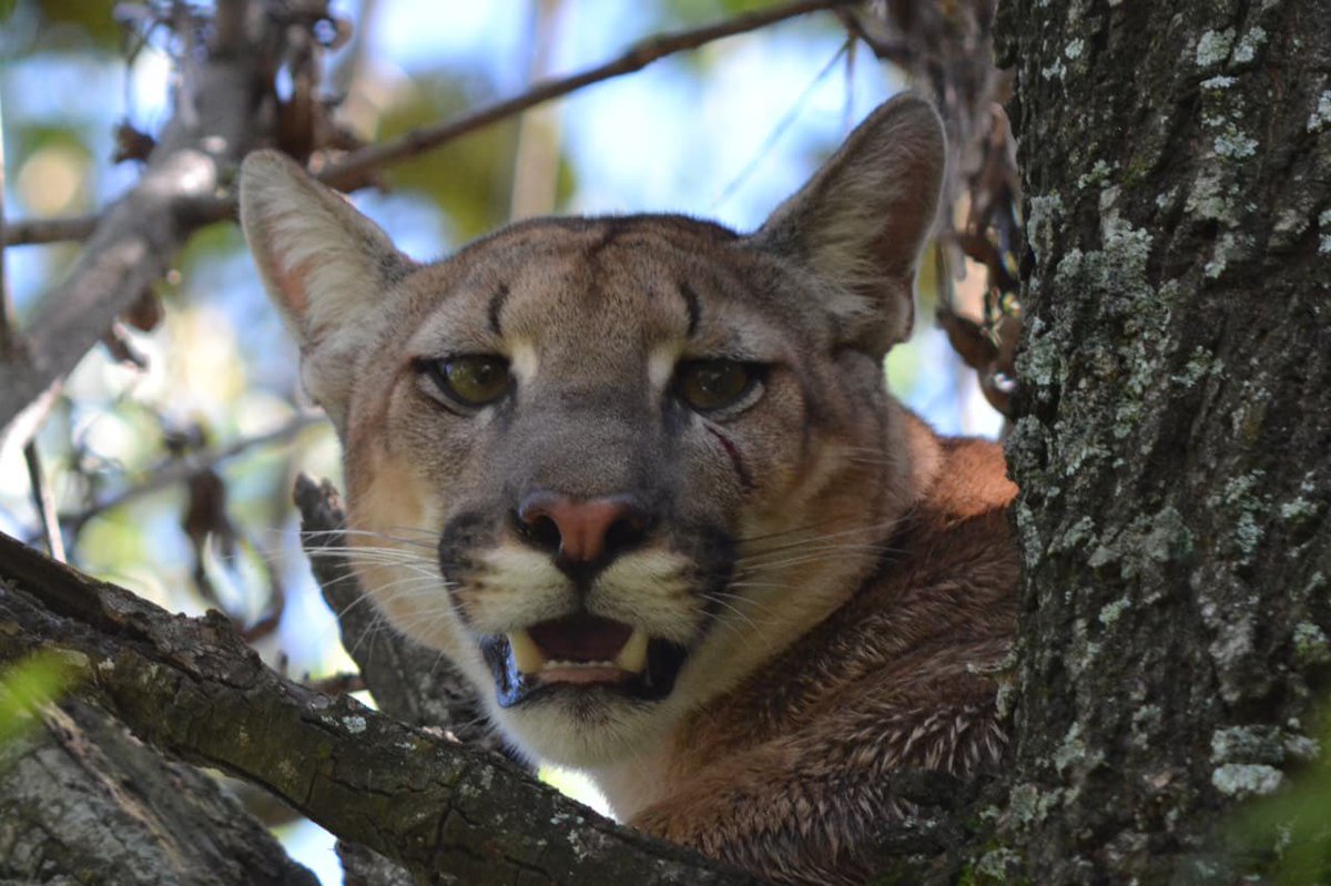 mariogaloppo's tweet photo. El puma de Esperanza https://t.co/cQwNRLnpyw