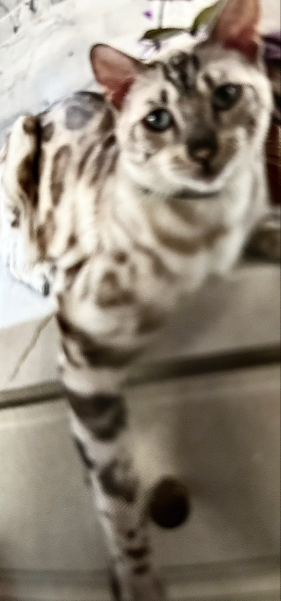 FloraCarbon's tweet image. GOOOD MORNING!
Nice #kittycat find this morning!
 instagram.com/ticacats.world…
#geneticcatregistry
I was looking at a "#SnowLeopardBengal" cat (shorthair) in the community here. In so doing, I found more #cat goodies, like this IG profile!😻
(photo: the local shorthair, "Olive",