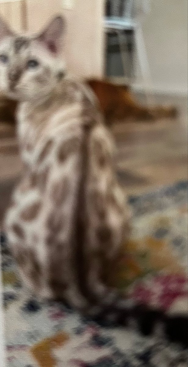 FloraCarbon's tweet image. GOOOD MORNING!
Nice #kittycat find this morning!
 instagram.com/ticacats.world…
#geneticcatregistry
I was looking at a "#SnowLeopardBengal" cat (shorthair) in the community here. In so doing, I found more #cat goodies, like this IG profile!😻
(photo: the local shorthair, "Olive",