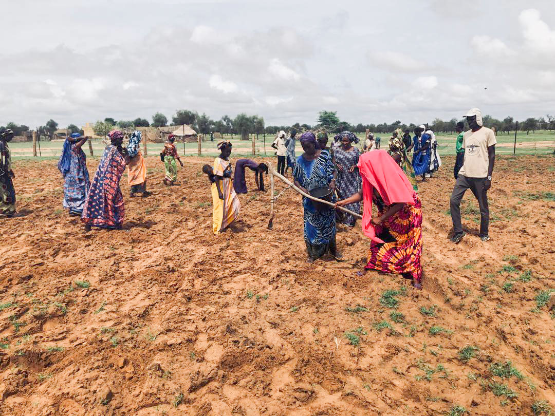 CONEMUND's tweet photo. Antes del proyecto “Liderazgo de mujeres en la cadena agroecológica” en Mbolo Birane (#Senegal), su capacidad de decisión era limitada.

Sin riego estable.
Sin almacenamiento.
Sin fuerza en el mercado.
El problema era estructural.
Descubre el proyecto en: https://t.co/FEqXF6cKmi https://t.co/fMCJQBTMzi