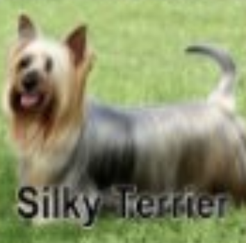 Jay Naylor tweet media