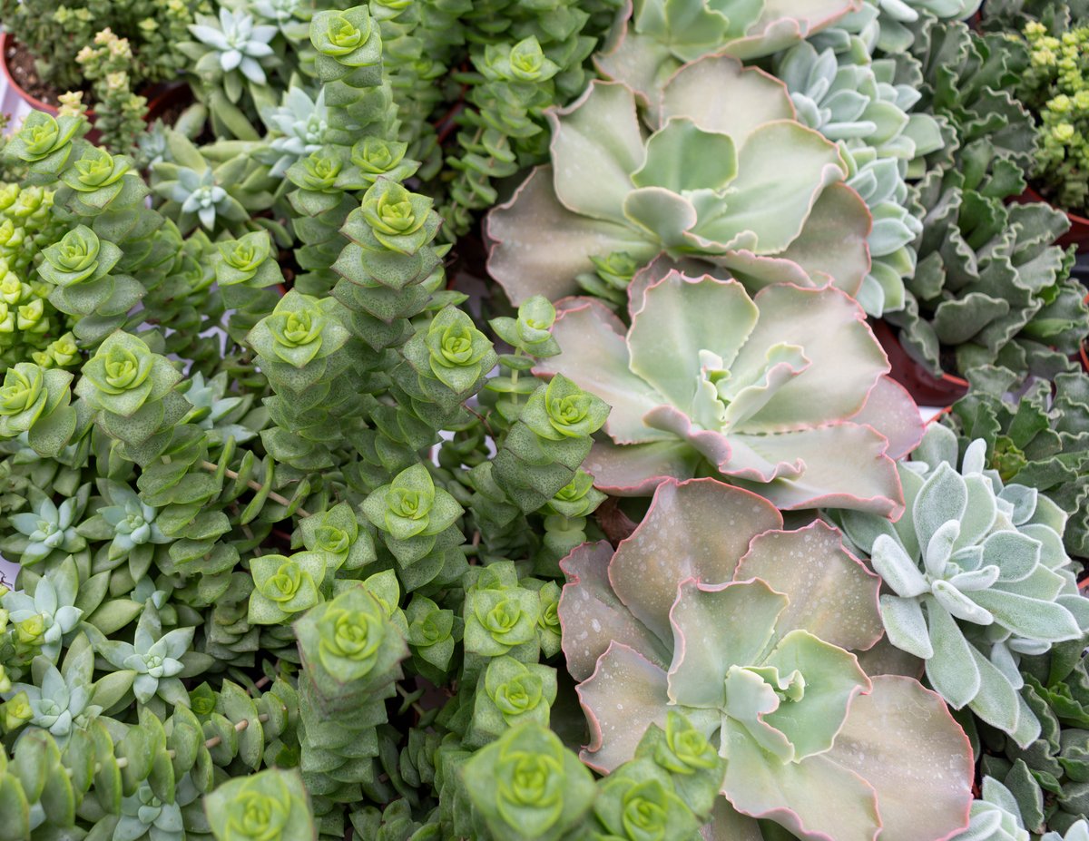 Succulents are always a smart choice 🌵✨
Easy care, versatile, and perfect for adding a touch of green to any space. 

#colasantifarms #colasantifarmsltd #wholesaleplants #succulents