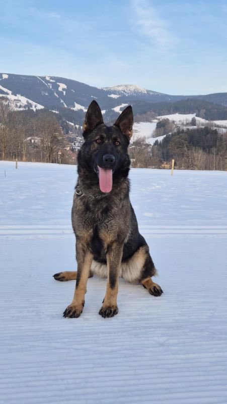 K9Classifieds's tweet photo. Rosemary was imported from Czech Republic with her BH-VT and IGP 1. She would be great to continue in the sport or any sport as well as an active family dog. She is spayed. She had her first and last litter of pups in July 2025 was pregnant with 11 pups...https://t.co/nBYGWdy1Nl https://t.co/oxOVlwAKpx