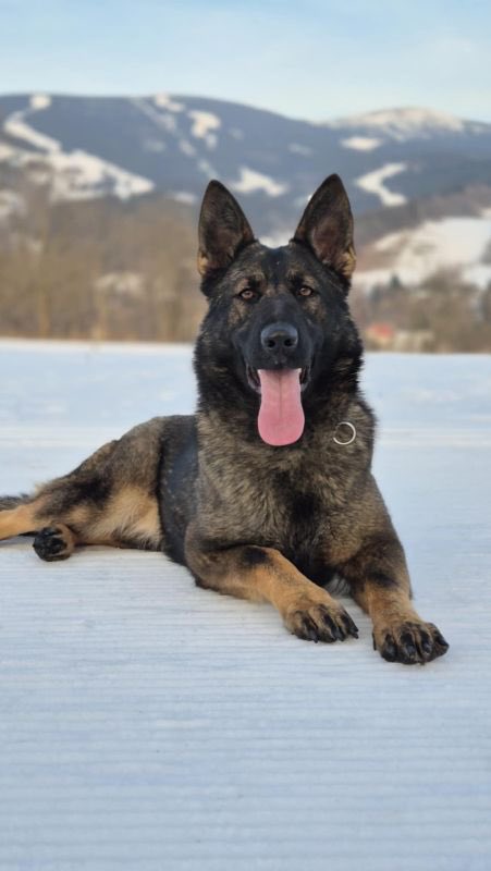 K9Classifieds's tweet photo. Rosemary was imported from Czech Republic with her BH-VT and IGP 1. She would be great to continue in the sport or any sport as well as an active family dog. She is spayed. She had her first and last litter of pups in July 2025 was pregnant with 11 pups...https://t.co/nBYGWdy1Nl https://t.co/oxOVlwAKpx