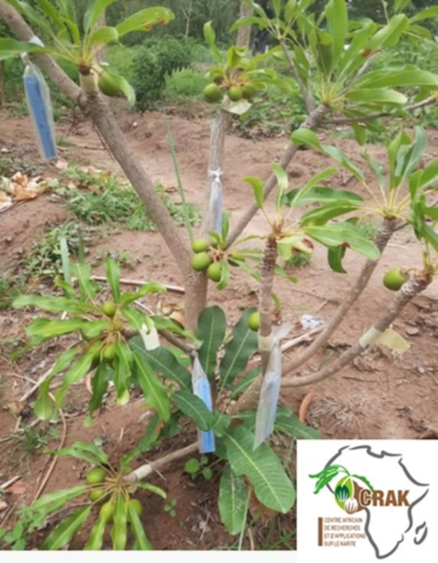 Diallo Rokia tweet media