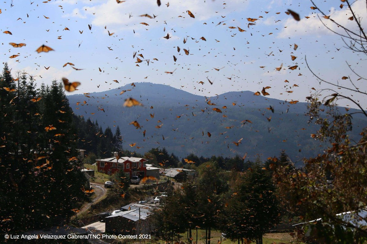 The Nature Conservancy tweet media