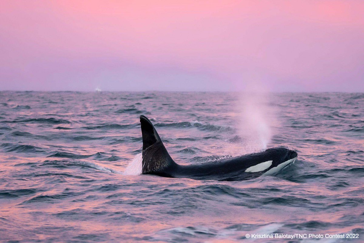 The Nature Conservancy tweet media