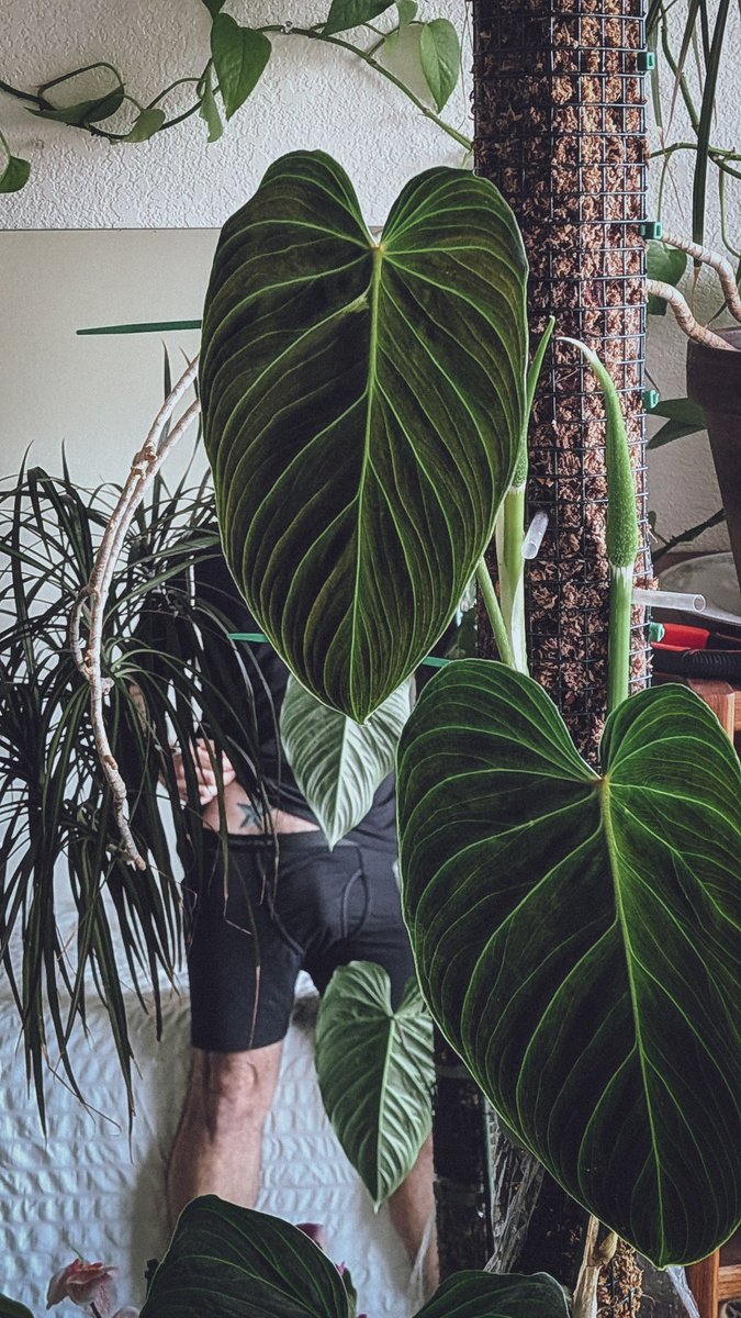 Something something plants and bulge