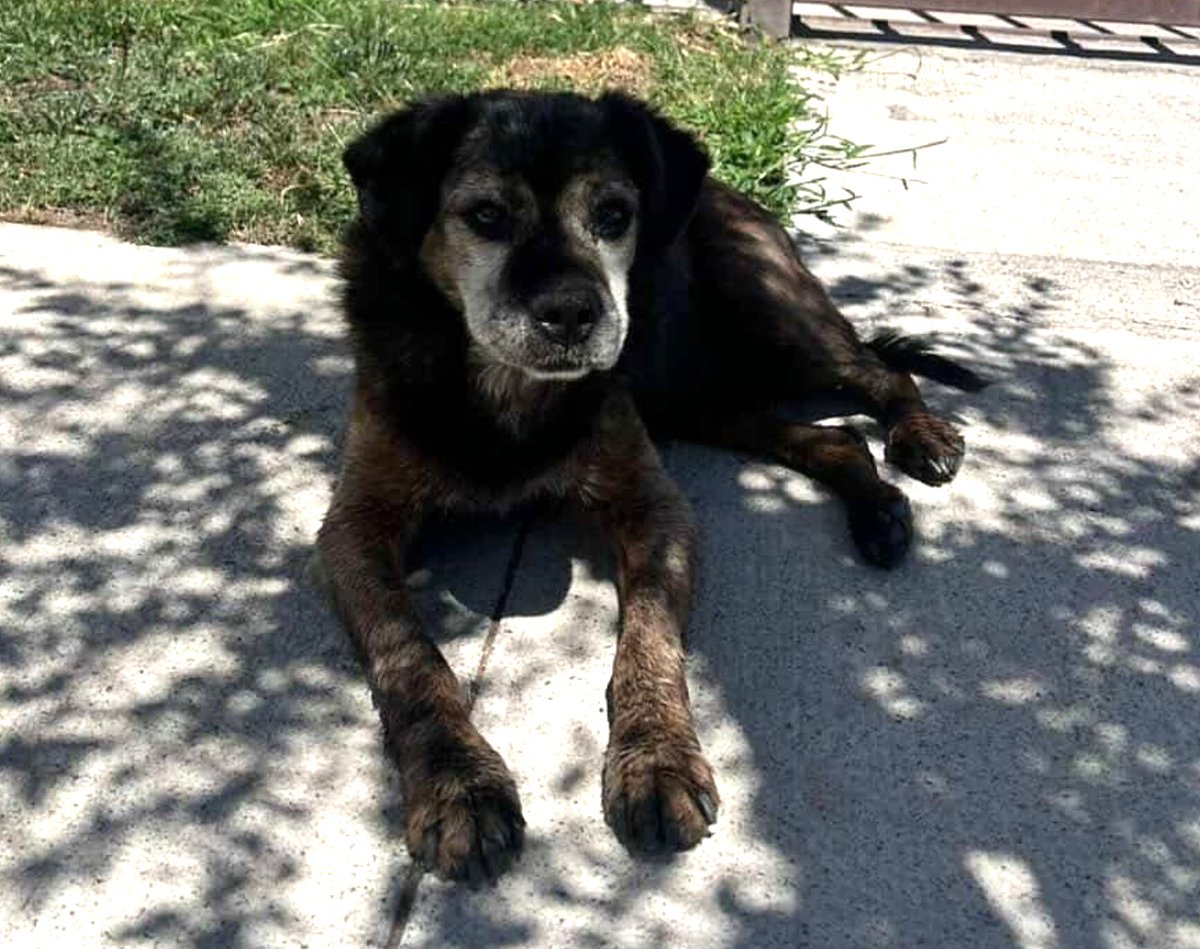 Este perrito senior, pequeñito, fue abandonado hace un mes frente a un colegio. Corre mucho riesgo de ser atropellado o atacado por perros más grandes en el sector. Buscan un hogar temporal o definitivo para él. Si puedes dárselo, comunícate al +56992019468. Favor RT!
#Talca