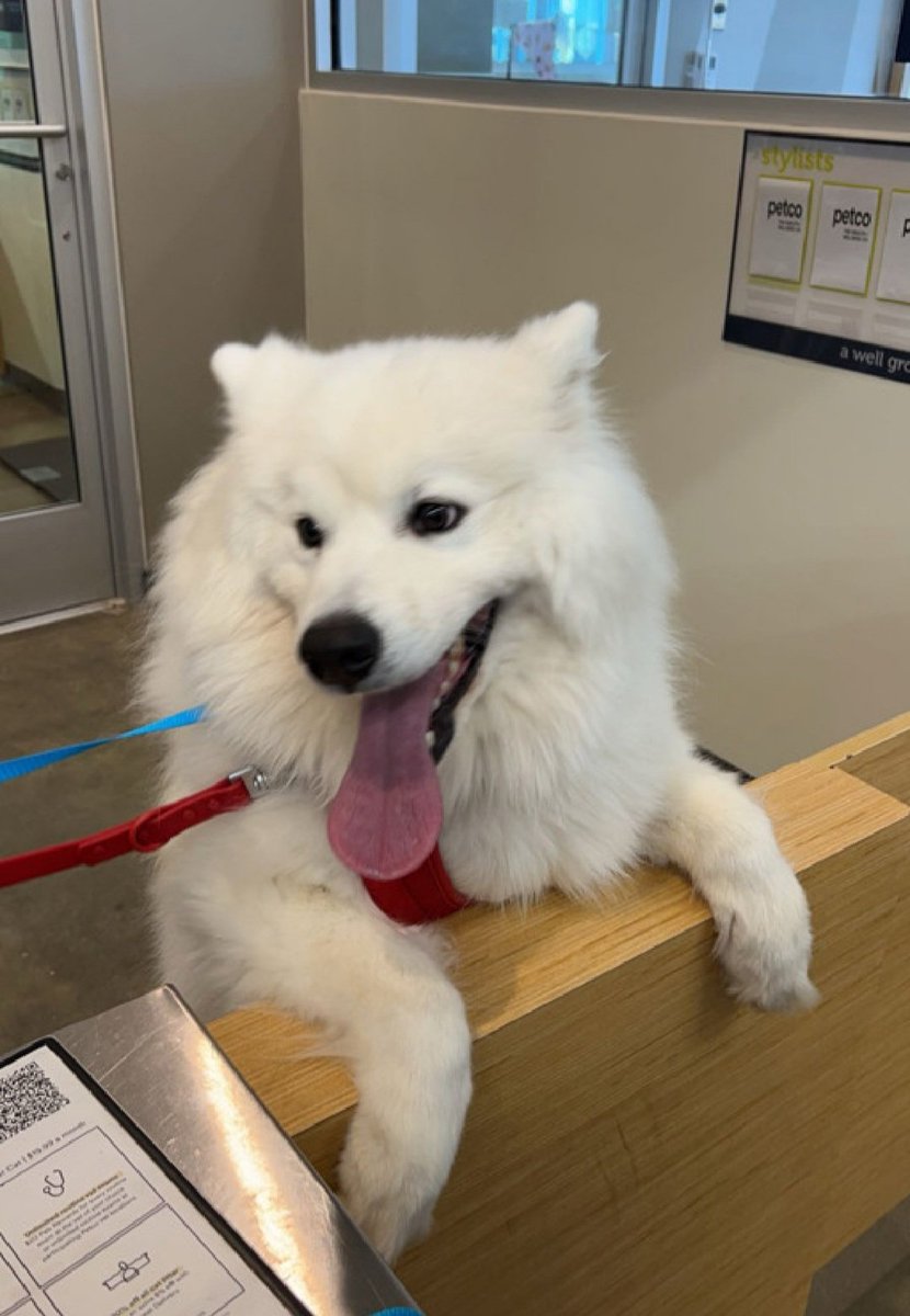 Morgan Fairchild's Dogs tweet media