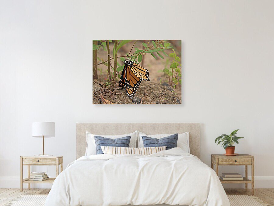 shonna99784's tweet image. Suspended Mating Monarchs Parry Sound - Canvas Print shonna-hawkins.pixels.com/featured/suspe…

#Suspended #Mating #Monarchs #ParrySound #Butterflies #CanvasPrint #FineArtPrints #WallArt #HomeDecor #ShonnaHawkinsPhotography