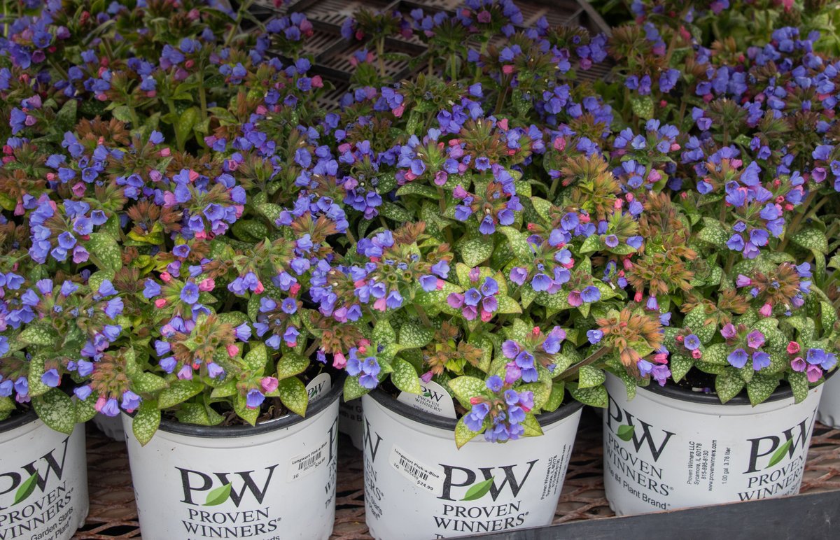 Lanoha Nurseries tweet media